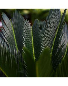 Cycas Revoluta 'Sago Palm'