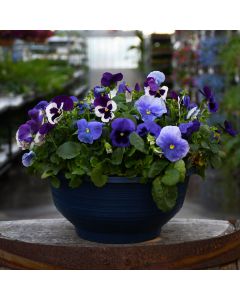 Viola, Pansy Delta™ 'Blue Blend' Bowl