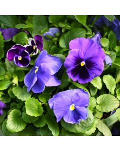 Viola, Pansy Delta™ 'Blue Blend'