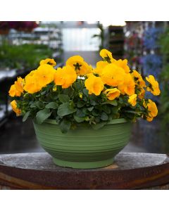 Viola, Pansy Delta™ 'Yellow' Bowl