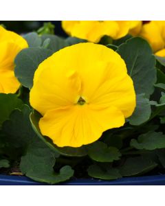 Viola, Pansy Delta™ 'Yellow'