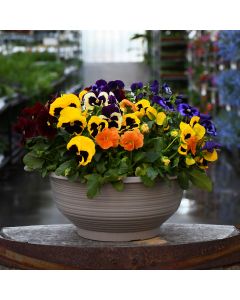 Viola, Pansy Delta™ Mix Bowl