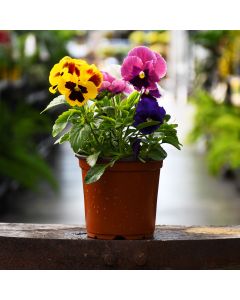 4.75"" Pot
