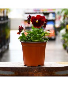 4.75"" Pot