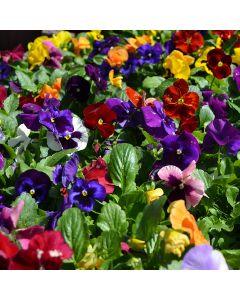 Viola, Pansy Delta™ Spring Mix