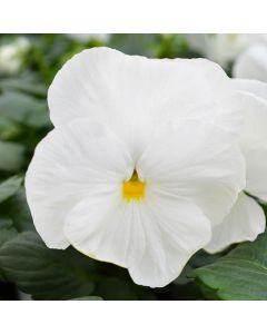 Viola, Pansy Delta™ 'White'