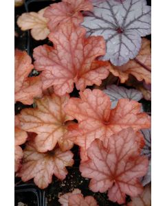 Heuchera, Red Leaf Coral Bells 'Paprika'