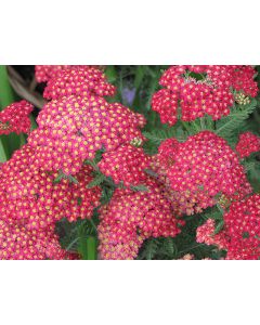 Achillea, Common Yarrow 'Paprika'