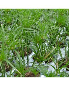 Cyperus Papyrus 'Dwarf Egyptian'