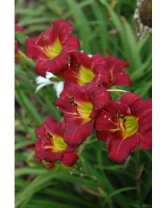Hemerocallis, Red Daylily 'Pardon Me'