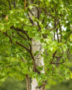 Betula, Japanese White Birch 'First Editions® Parkland Pillar®'