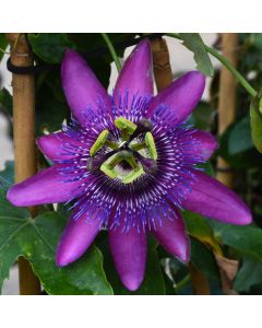 Passiflora, Passion Flower 'Lavender Lady'