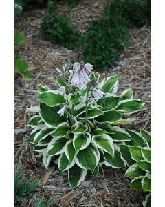 Hosta, White-Green 'Patriot'