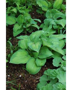 Hosta, Green-Lime 'Paul’s Glory'