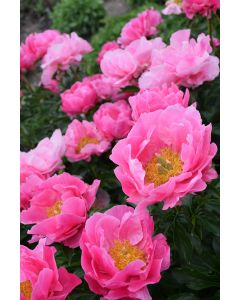 Paeonia, Pink Peony 'Paula Fay'