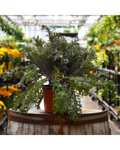 7.5"" Pot