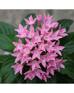 Pentas, 'Deep Rose'