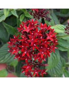 Pentas, Lucky Star® 'Dark Red'
