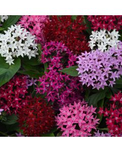 Pentas, Lucky Star® Mix