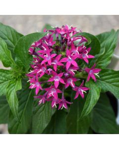 Pentas, 'Violet'