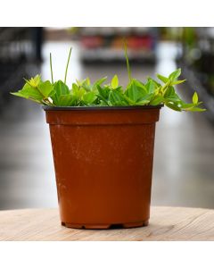 Peperomia Angulata 'Funky Frog Peperomia'