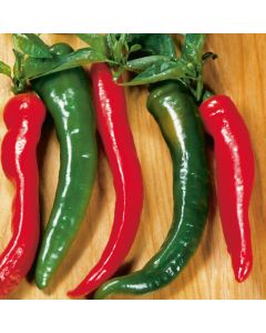 Capsicum, Hot Pepper 'Cayenne'