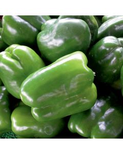 Capsicum, Sweet Bell Pepper 'Green'