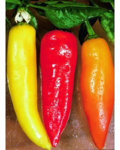 Capsicum, Hot Pepper 'Hot Banana'