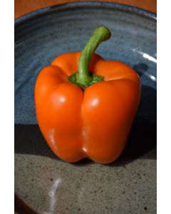 Pepper (Sweet), Bell 'Orange'