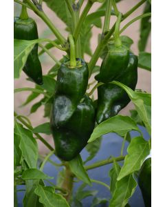 Capsicum, Mild Pepper 'Poblano'