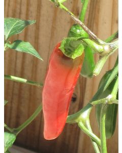 Capsicum, Hot Pepper 'Serrano'