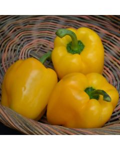 Capsicum, Sweet Bell Pepper 'Yellow'
