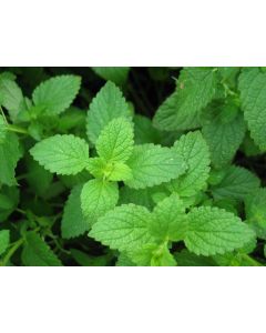 Mentha, Peppermint