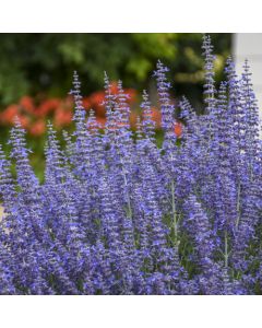 Perovskia, Russian Sage 'Denim ‘n Lace'
