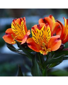 Alstroemeria, Peruvian Lily 'Indian Summer™'