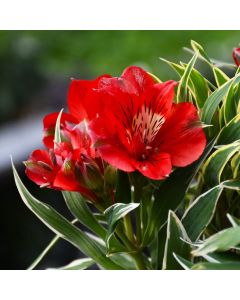 Alstroemeria, Peruvian Lily Colorita® 'Katiana®'