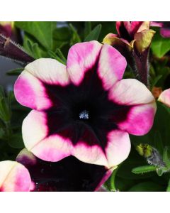 Petunia, Crazytunia® 'Blackberry Jam'