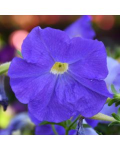 Petunia, 'Blue Sky'