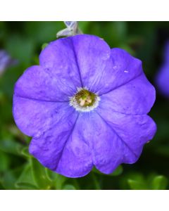 Petunia, 'Blue'