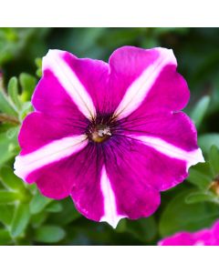 Petunia, 'Burgundy Star'