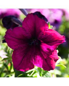 Petunia, 'Burgundy'