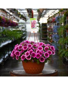 Petunia, Capella™ 'Fuchia Lace' Hanging Basket