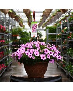 Petunia, Capella™ 'Pink Lace' Hanging Basket