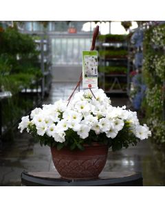 Petunia, Capella™ 'White' Hanging Basket