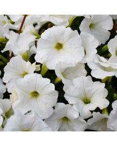 Petunia, Capella™ 'White'