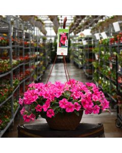 Petunia, Headliner™ 'Lipstick' Hanging Basket