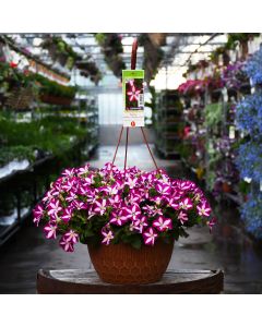 Petunia, Headliner™ 'Raspberry Swirl' Hanging Basket