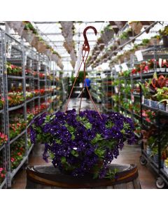 Petunia, Headliner™ 'Violet Sky' Hanging Basket