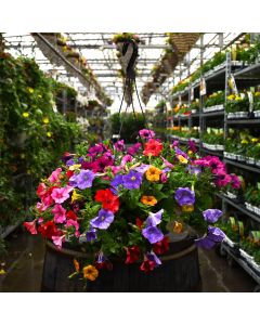 Petunia Mix Hanging Basket