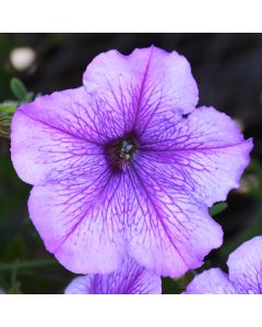 Petunia, 'Orchid'